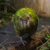 Kakapo