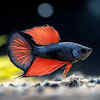 Betta Fish