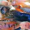 African Cichlids