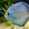 Discus Fish