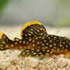Plecostomus (Pleco)