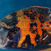 Oscar Fish