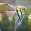 Freshwater Angelfish