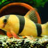 Clown Loach