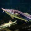 Sturgeon