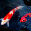 Koi Fish