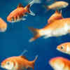 Goldfish