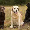 They have an exceptionally gentle temperament