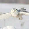 Snowy owl