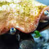 Freshwater snails