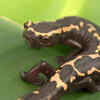 Salamanders