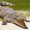 Crocodiles