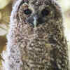 Owls