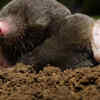 Moles