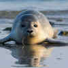 Seals