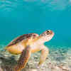 Turtles