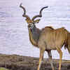 Great kudu