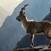 Markhor 