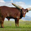 Ankole-watusi