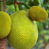 Jackfruit