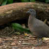 Undulated tinamou