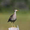 Upland sandpiper
