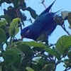 Ultramarine lorikeet