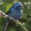 Ultramarine grosbeak
