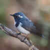 Ultramarine flycatcher