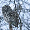 Ural owl