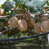Training the vines