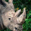 Mud protects and cools them