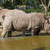 What ‘rhinoceros’ means