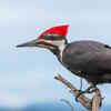 Woodpecker