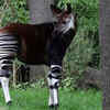 Okapi
