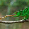 Chameleon