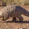 Pangolin