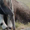 Giant Anteater