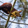 Indian giant squirrel