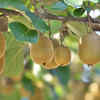 Kiwifruit