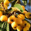 Loquat 