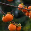 Persimmon