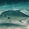 Bluefin trevally