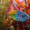 Boesemani Rainbowfish