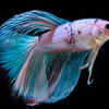 Betta Fish