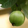 Pollination and fruit setting