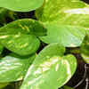 Why is your money plant turning yellow: Simple home remedies to revive it |  - The Times of India