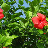 Hibiscus 