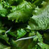 Lettuce