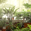Fresh plants
